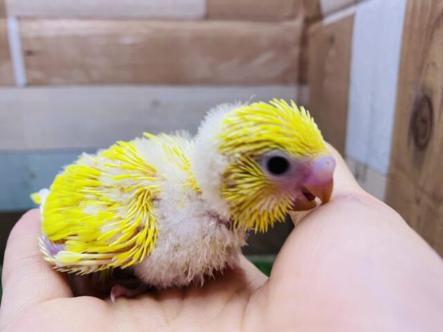 セキセイインコ