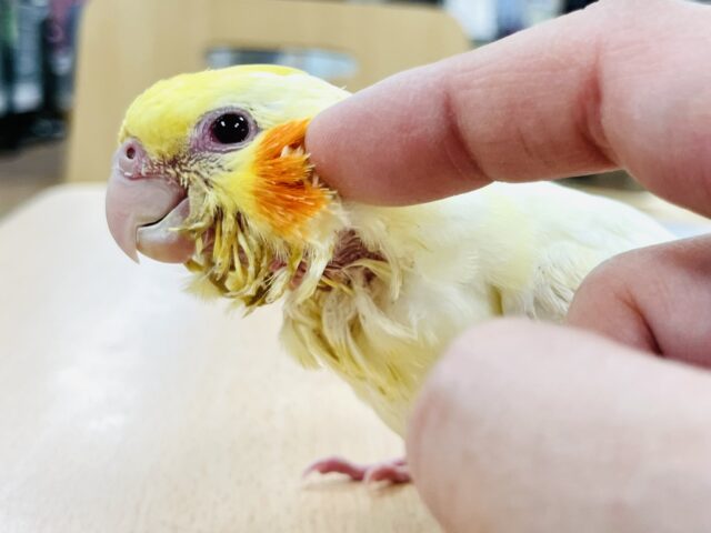 オカメインコ