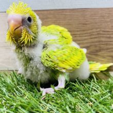 心落ち着く森林カラーでホッとしましょ🌱✨セキセイインコのスパングルパイド❗️