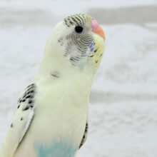【動画更新🪄】幸せクリーミー🧚セキセイインコ(クリームハルクイン) ヒナ