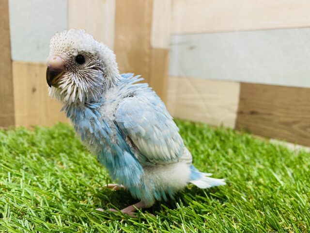 ☁️青空がいっぱいに広がってます🩵セキセイインコのスパングル！