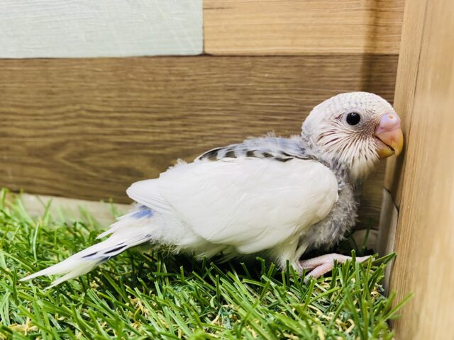 明るいけれど深みも感じるぜ〜😎✨シックさがたまらないセキセイインコ🩶グレーパイド