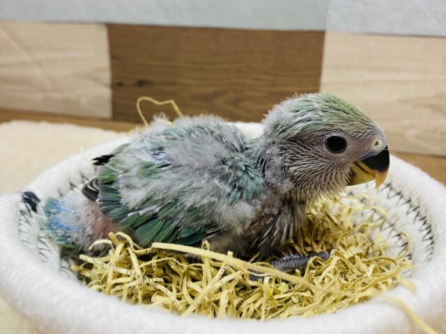 コザクラインコ（小桜インコ）