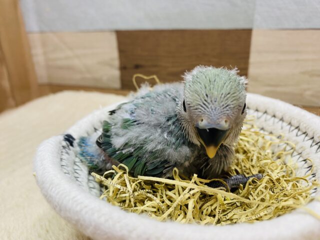 コザクラインコ（小桜インコ）