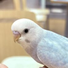 【最新画像更新】レアカラー✨️✨セキセイインコ(ライラック)ヒナ