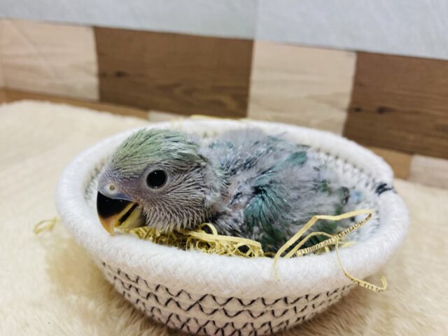 コザクラインコ（小桜インコ）