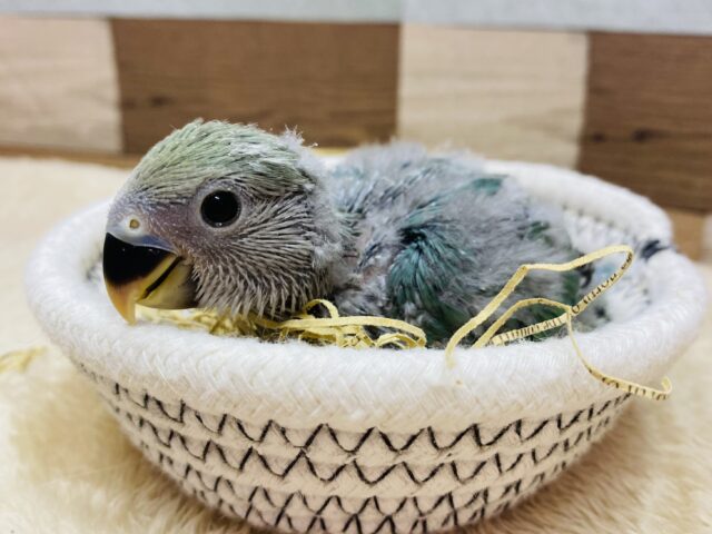 おっとりしちゃうよ〜☺️🩷ワタワタに包まれたヒナさん！コザクラインコのブルーチェリー