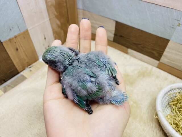 コザクラインコ（小桜インコ）