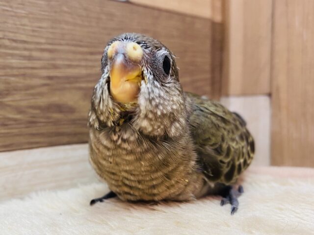 アキクサインコ（秋草インコ）