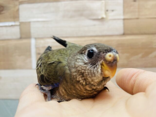 アキクサインコ（秋草インコ）