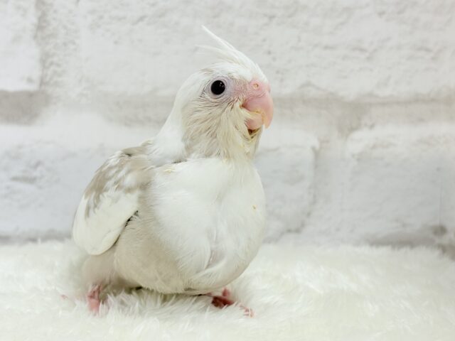 オカメインコ