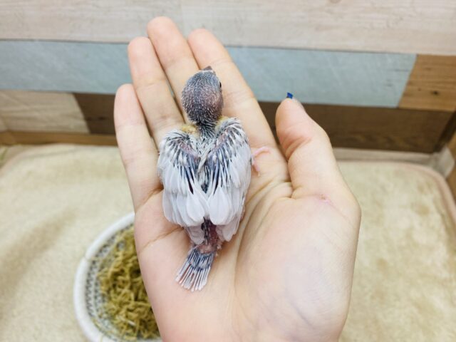 シルバー文鳥