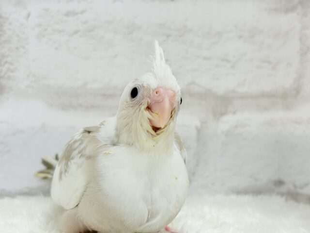オカメインコ