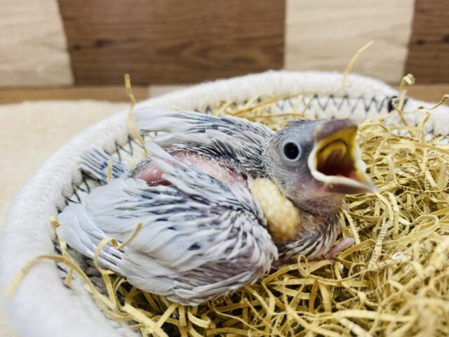 ごはん下さ〜い‼️モリモリ食べるよ💪シルバー文鳥！