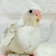 【最新画像更新🪄】どどどん！ちびっ子怪獣の登場だ〜〜〜！！オカメインコ(WFシナモンパイド) ヒナ