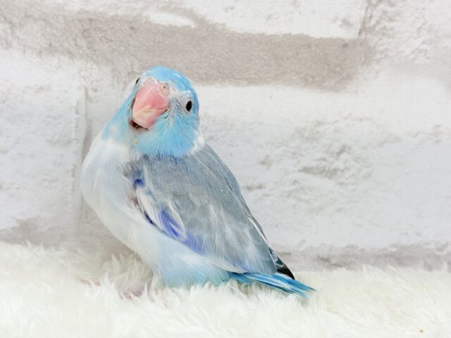 マメルリハ