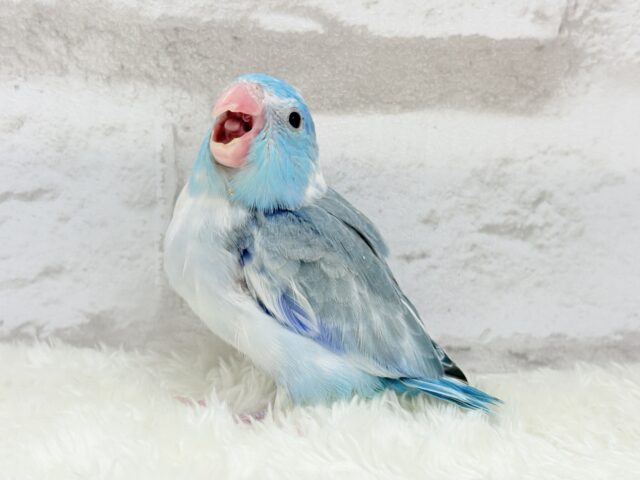 マメルリハ