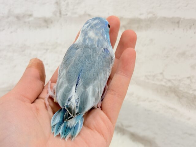 マメルリハ