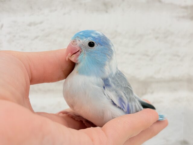 マメルリハ