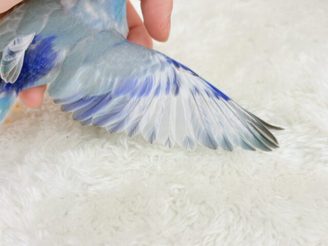 マメルリハ