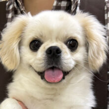 わんぱくな僕ハッピースマイル🩷人が大好きなペキチワmix犬の男のコです︎🌟
