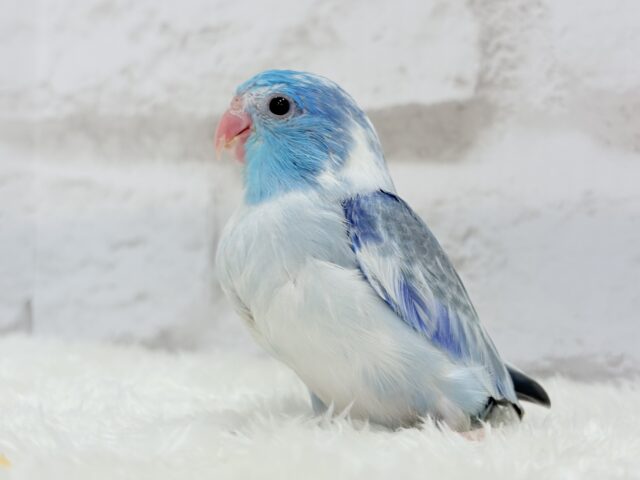 マメルリハ