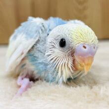 まん丸お目目💕セキセイインコ（パステルレインボーパイド）ヒナ