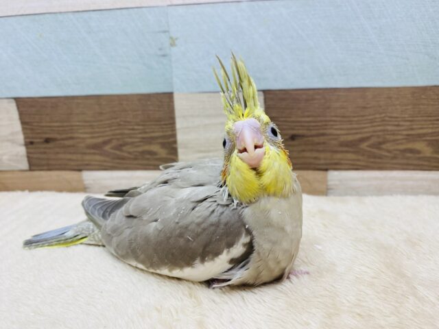 オカメインコ