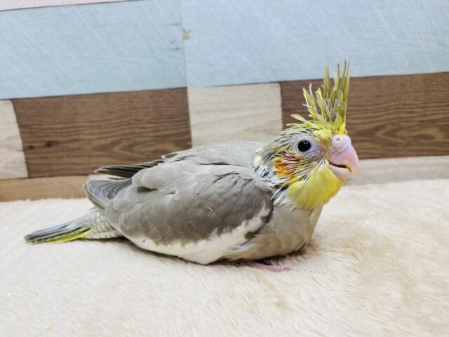 オカメインコ