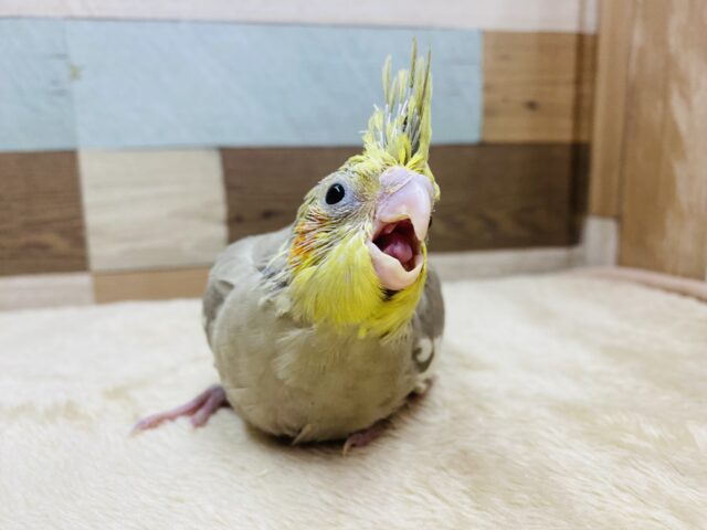 オカメインコ