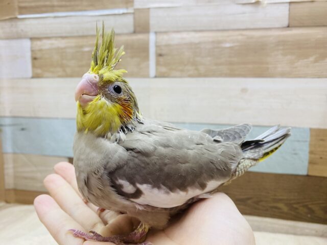 オカメインコ