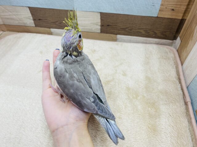 オカメインコ