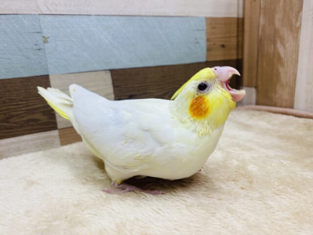 オカメインコ