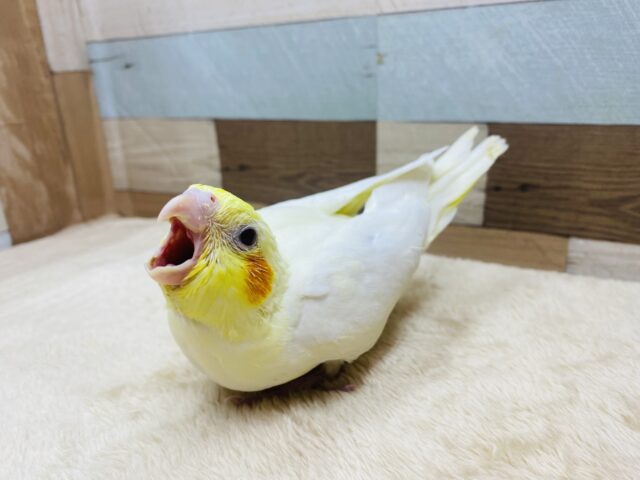 オカメインコ