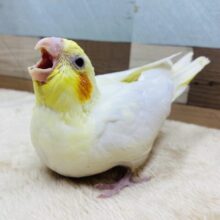 ガーガー鳴いてごはんちょうだいな〜‼️定番人気のオカメインコのルチノー❤️