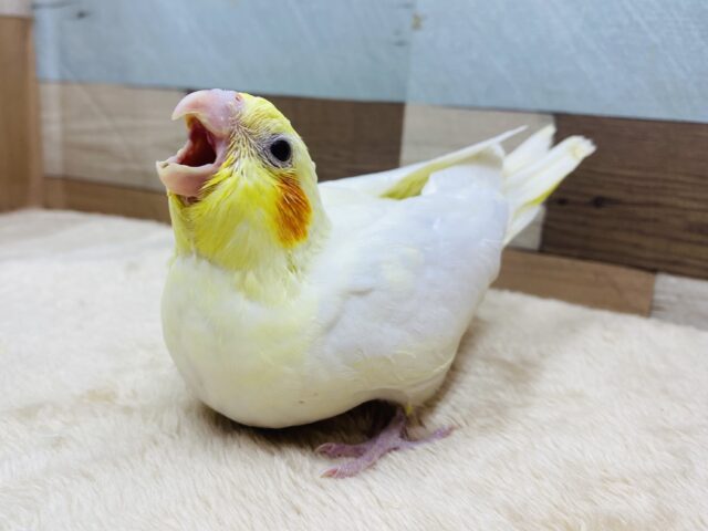 ガーガー鳴いてごはんちょうだいな〜‼️定番人気のオカメインコのルチノー❤️