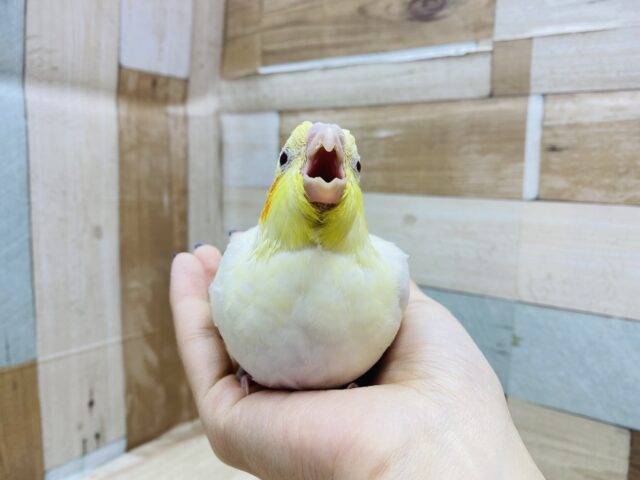 オカメインコ