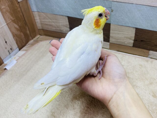 オカメインコ