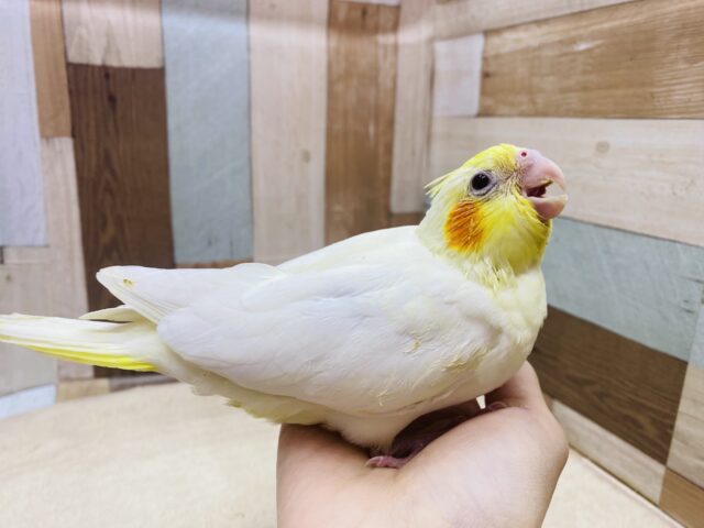 オカメインコ