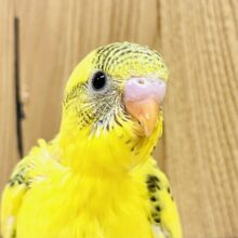 まつ毛模様で目力up✨セキセイインコ（ ハルクイン）