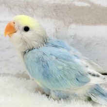 可愛さの秘密はたくさん甘やかしてもらうことっ🧚💖コザクラインコ(オパーリンブルーパイド) ヒナ