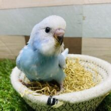 最新画像有ります🌟☁️青空がいっぱいに広がってます🩵セキセイインコのスパングル！