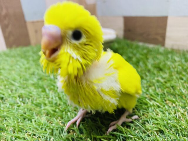 セキセイインコ