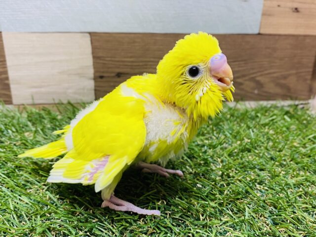 セキセイインコ