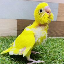 最新画像有ります❗️上手にアピールできるもん♪ワタワタなセキセイインコダブルファクター🌟