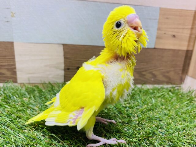 最新画像有ります❗️上手にアピールできるもん♪ワタワタなセキセイインコダブルファクター🌟