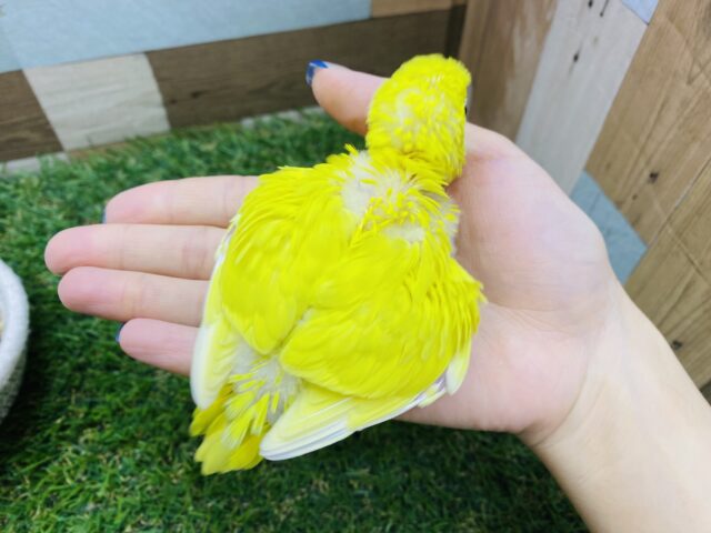 セキセイインコ