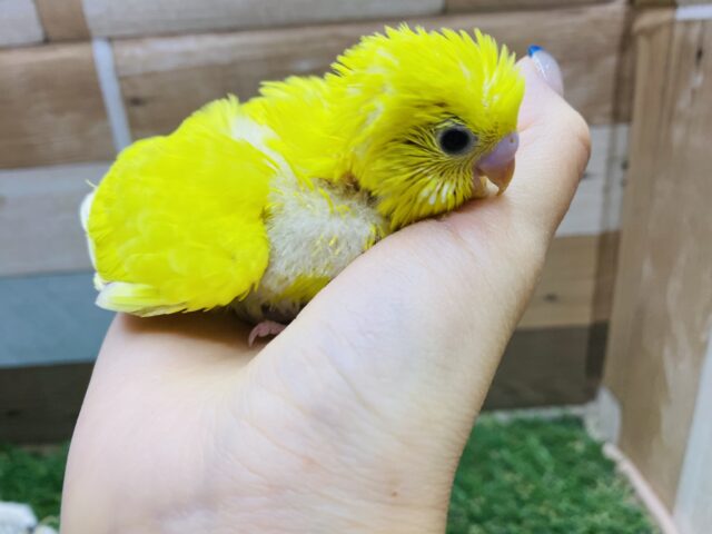 セキセイインコ