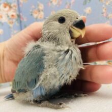 わたわたのネモフィラちゃん💟 ✧₊⁺ 手乗りコザクラインコ(ブルーチェリー)❁❁