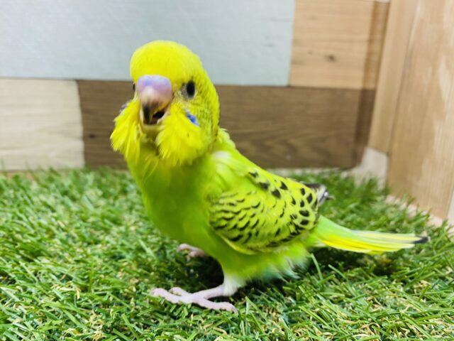 セキセイインコ